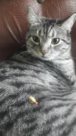 Продукция Whiskas фото