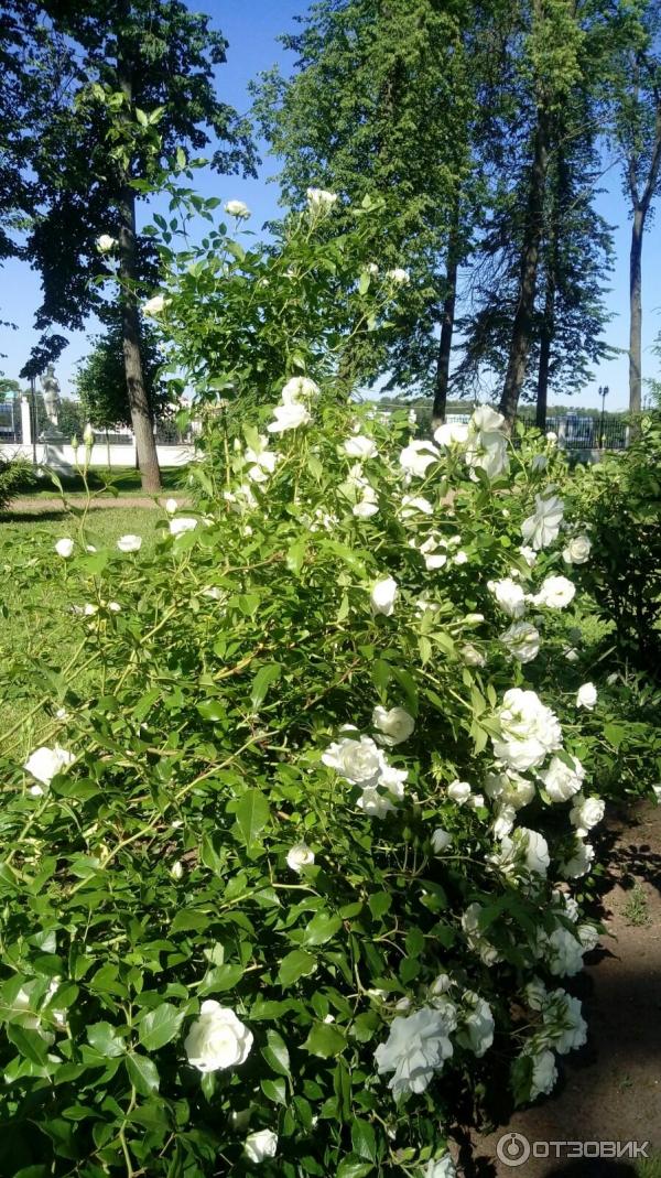 Городской Сад (Россия, Тверь) фото