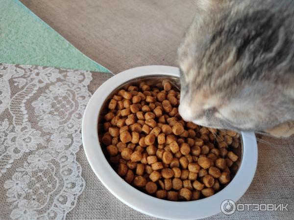 Сухой корм для котят Proplan Purina Delicate фото