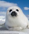 siberiandream