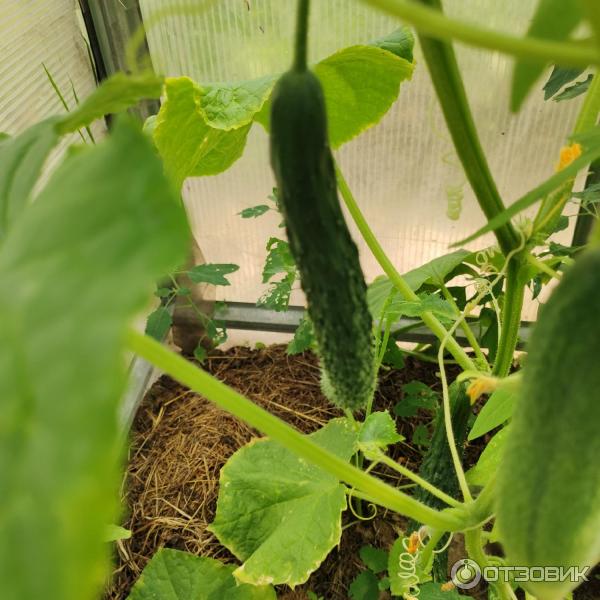 Отзыв о Семена Семовощцвет "Огурец Шанхайский молодец F1" | вообще не ...