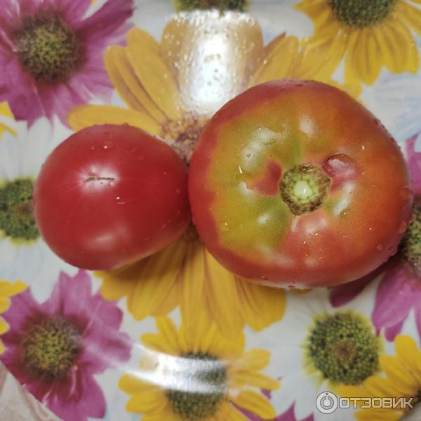 Томаты Колхозная Королева Описание Фото Отзывы