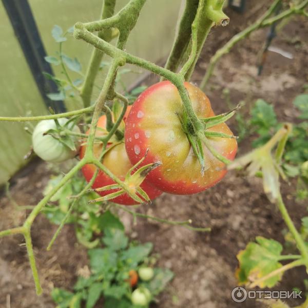 Томат Королева рынка 20шт (Сиб Сад). Сибирский сад