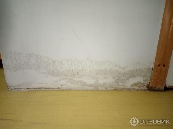 Грибы везде