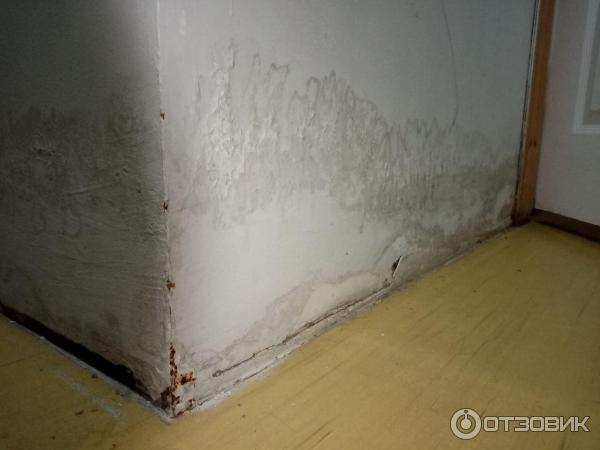 Евроремонт с грибами