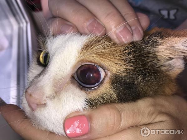 Кровоизлияние в глаза у кошки от высокого давления