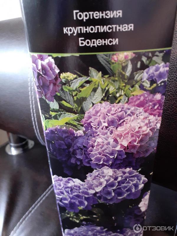 Саженец Gulf Flowers FZCO (Галф Флауэрс ФЗКО) Гортензия крупнолистная Боденси