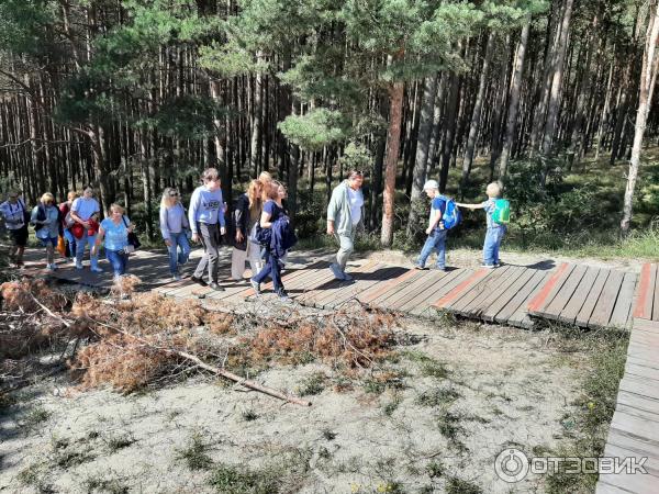 Национальный парк Куршская коса (Россия, Калининградская область) фото