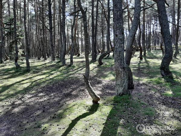 Национальный парк Куршская коса (Россия, Калининградская область) фото