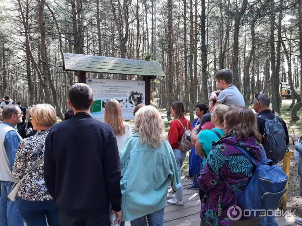 Национальный парк Куршская коса (Россия, Калининградская область) фото