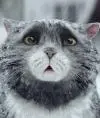 Вернер док