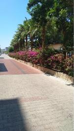 Отель Arancia Resort Hotel 5* (Турция, Алания) фото