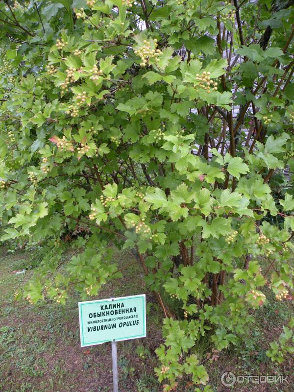 Ботанический сад Соловецких Островов (Россия, Архангельская область) фото