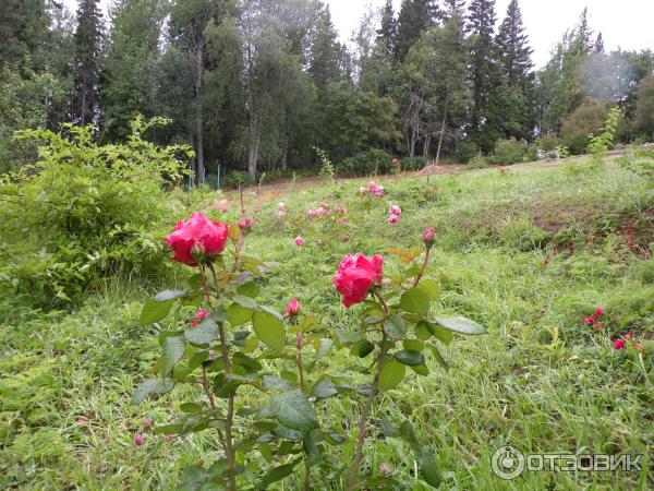 Ботанический сад Соловецких Островов (Россия, Архангельская область) фото