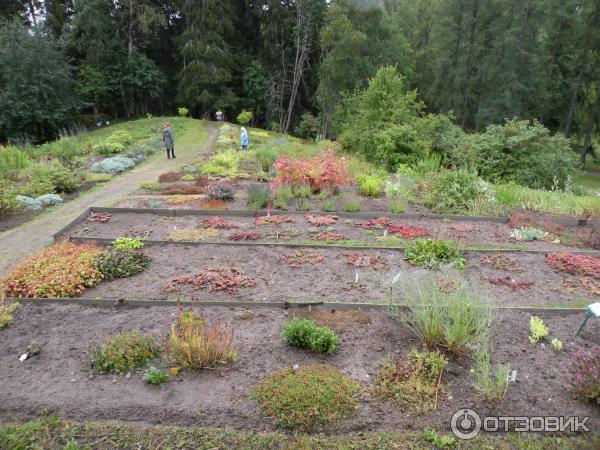 Ботанический сад Соловецких Островов (Россия, Архангельская область) фото