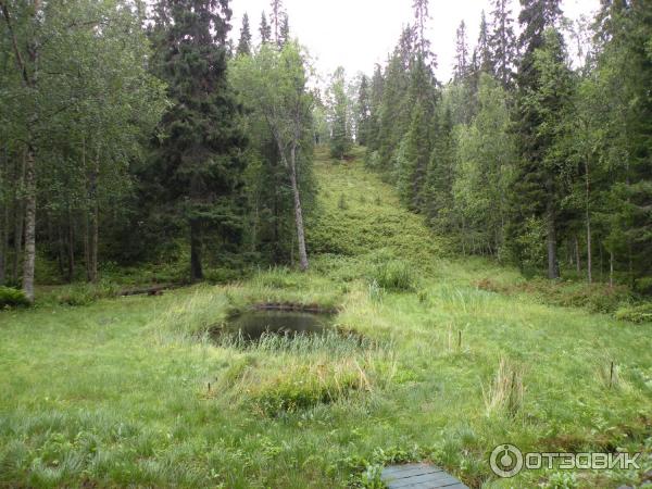 Ботанический сад Соловецких Островов (Россия, Архангельская область) фото