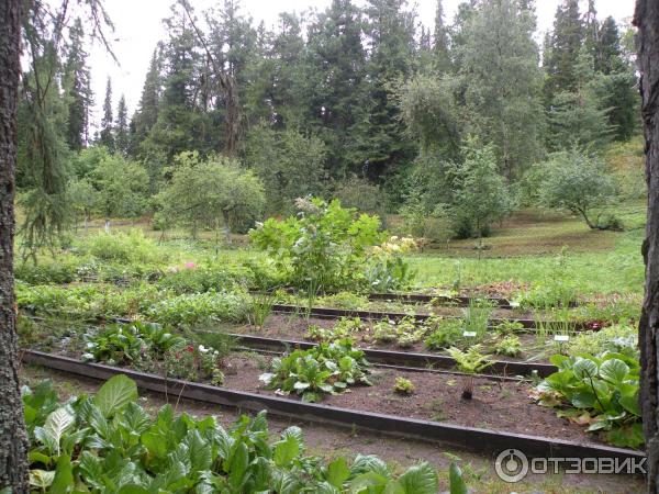 Ботанический сад Соловецких Островов (Россия, Архангельская область) фото