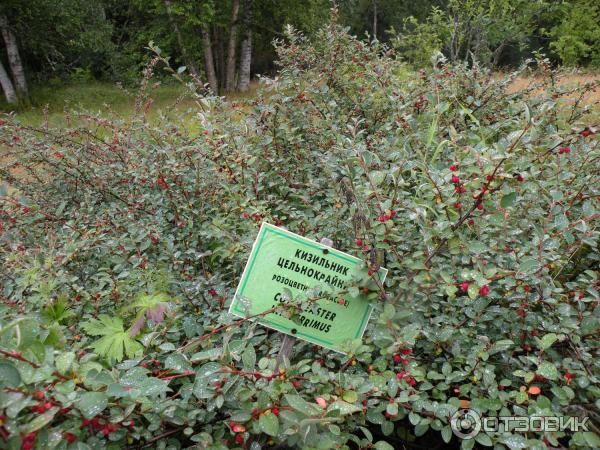 Ботанический сад Соловецких Островов (Россия, Архангельская область) фото