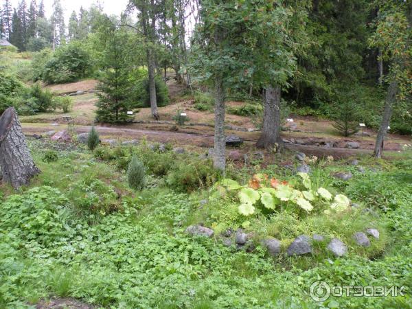 Ботанический сад Соловецких Островов (Россия, Архангельская область) фото