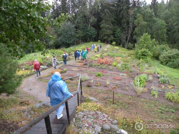 Ботанический сад Соловецких Островов (Россия, Архангельская область) фото