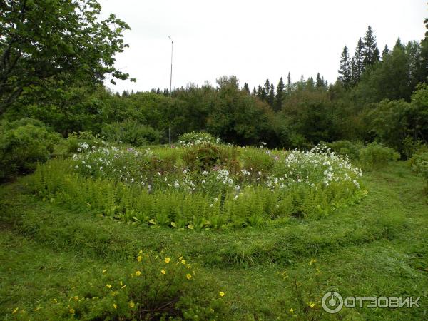 Ботанический сад Соловецких Островов (Россия, Архангельская область) фото