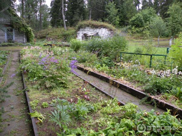 Ботанический сад Соловецких Островов (Россия, Архангельская область) фото