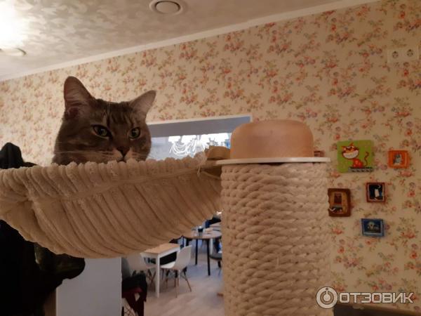 Котокафе Cat Cafe (Литва, Вильнюс) фото