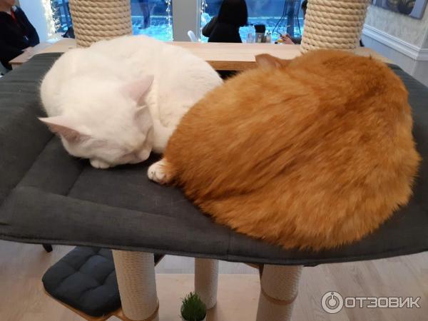 Котокафе Cat Cafe (Литва, Вильнюс) фото