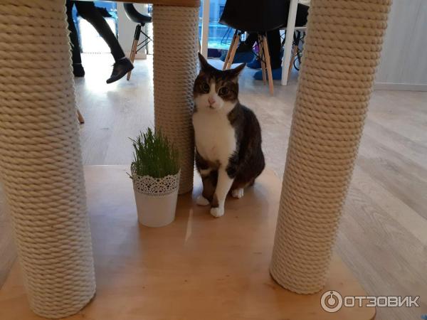 Котокафе Cat Cafe (Литва, Вильнюс) фото