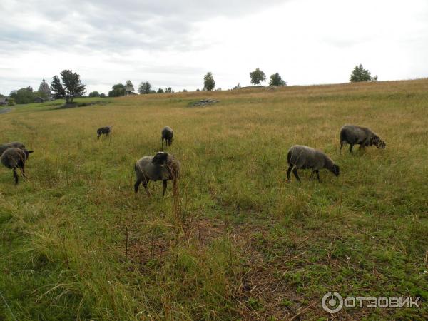 Экскурсия на о. Кижи (Россия, Карелия) фото