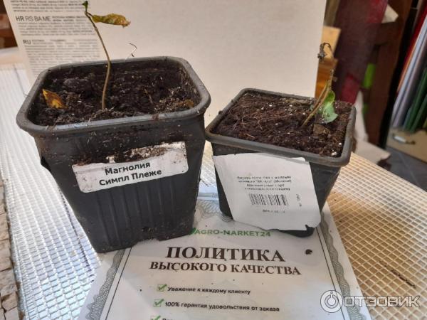 Агромаркет Купить Саженцы Каталог На 2025 Год