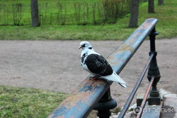 Екатерининский парк в городе Пушкин (Россия, Санкт-Петербург) фото