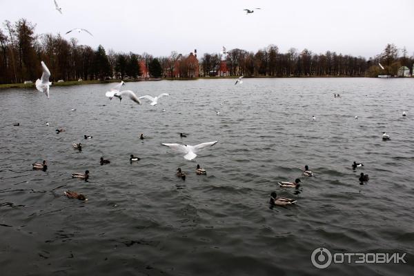 Екатерининский парк в городе Пушкин (Россия, Санкт-Петербург) фото