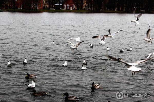 Екатерининский парк в городе Пушкин (Россия, Санкт-Петербург) фото