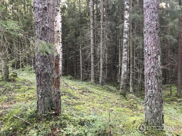 Активный отдых грибников в Ленинградской области (Россия) фото