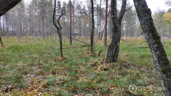 Национальный парк Валдайский (Россия, Новгородская область) фото