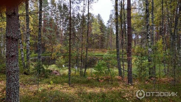 Национальный парк Валдайский (Россия, Новгородская область) фото