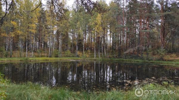 Национальный парк Валдайский (Россия, Новгородская область) фото