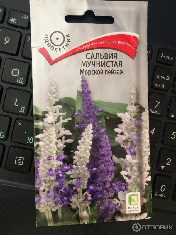 Отзыв о Семена Поиск "Сальвия мучнистая Морской пейзаж" | Выросли одни ...
