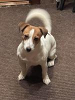 Ветеринарная клиника "Миллион друзей" (Россия, Ярославль) фото