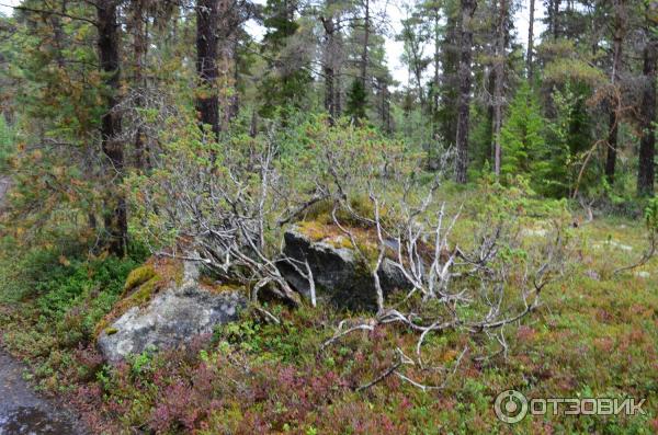 Круиз Архангельск-морские ворота Арктики фото