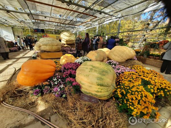 Аптекарский огород тыквы 2024 фото Отзыв о Выставка "Самые громадные тыквы России" в Аптекарском огороде (Россия, М