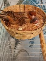 Птица Кенар фото