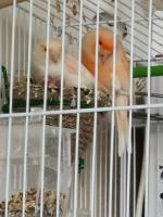 Птица Кенар фото