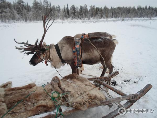 Саамский музей Самь Сыйт (Россия, Ловозеро) фото