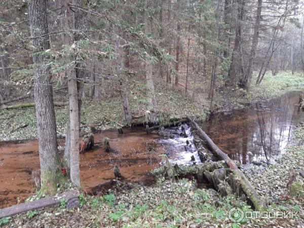 Санаторий Лесное (Беларусь, Витебская область) фото