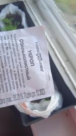 Семена укропа Гавриш "Укроп Обильнолистный" фото