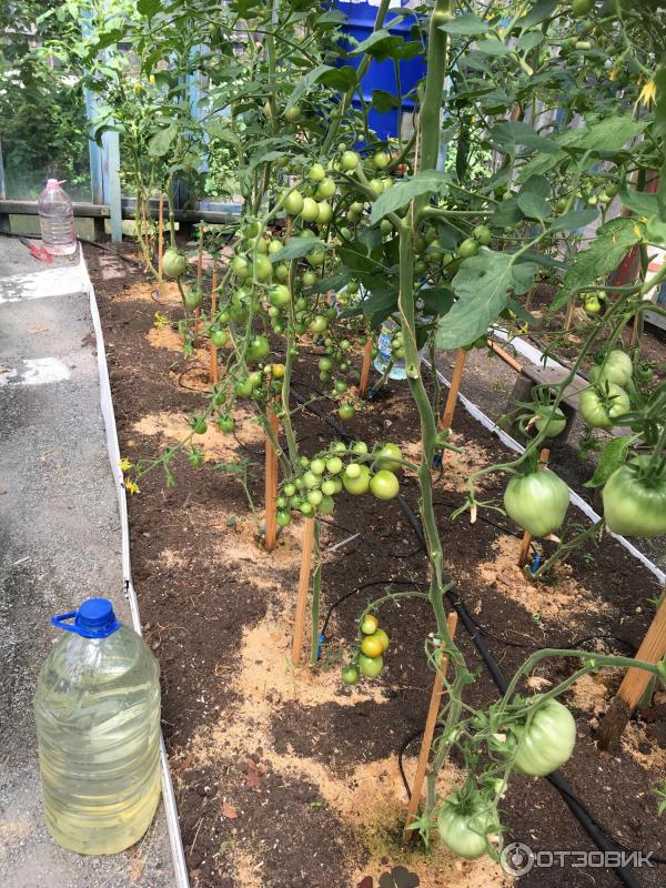 Отзыв о Семена томата Поиск "Дюймовочка" | очень прекрасный раннеспелый ...