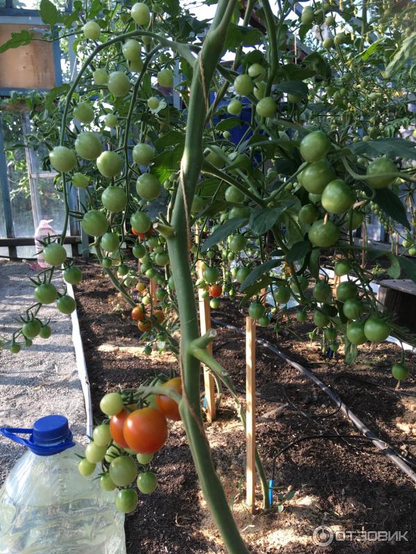 Отзыв о Семена томата Поиск "Дюймовочка" | очень прекрасный раннеспелый ...