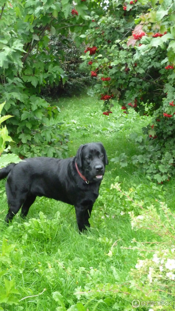 Ветеринарная клиника Миллион друзей (Россия, Ярославль) фото